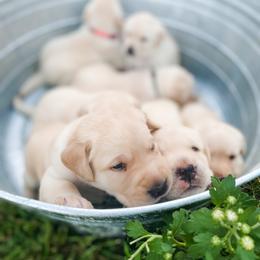Dilute Retriever Puppies from Weathervane Labs