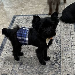 Onyx - Yorkshire Terrier