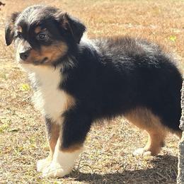 MB.BTM - Black tri male Miniature Australian Shepherd puppy in Deer Lodge, Tennessee from KSH Aussie Haven