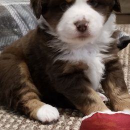 Miniature Australian Shepherds and Toy Australian Shepherds from Sunshine Sugar B Mini Aussies