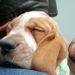 Basset Hound Puppies from Southern Town Hounds