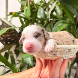Girl 2 - Tri-color female Bernedoodle puppy in Queen Creek, Arizona from Dulcito Doodles