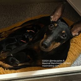 Manchester Terrier puppies from Maximal Manchester Terriers