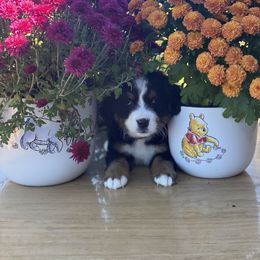 Bernese Mountain Dog Puppies from Blue Ridge Bernese