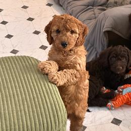 Callaway “Callie” - Red  female Goldendoodle puppy in Chelan, Washington from North Cascades Doodles