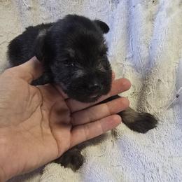 Jasper Boy 2 Salt and Pepper Jasper - Salt and pepper male Miniature Schnauzer puppy in Spring Hill, Florida from Suncoast Miniature Schnauzers