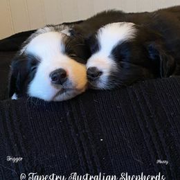 Australian Shepherd and Miniature Australian Shepherd Puppies from Tapestry Australian Shepherds