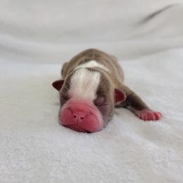 Boston Terrier Puppies from White Valley Boston Terriers