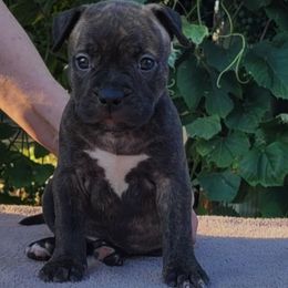 Girl 1 - Red brindle female American Staffordshire Terrier puppy in Kankakee, Illinois from GrinNation Noble Am Staffs