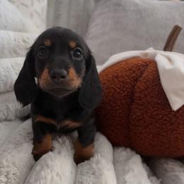 Dusk - Black and tan female Dachshund puppy in Murrieta, California from Dash of Love