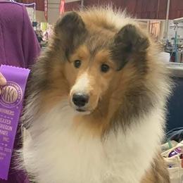 Martie - Shetland Sheepdog