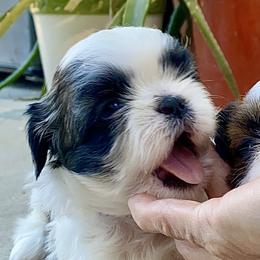 Shih Tzu Puppies from Willow Lane Shih Tzus