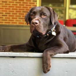 Labrador Retrievers and Teddy Roosevelt Terriers from Fullmoon