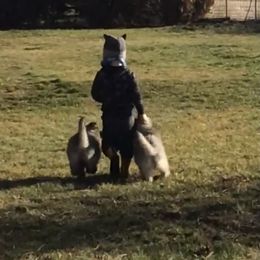 German Shepherd Puppies from Silver Elite Shepherds