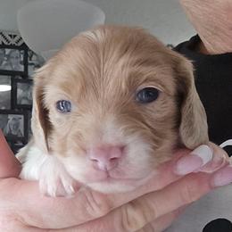 Cream dapple piebald - Cream female Dachshund puppy in Port Charlotte, Florida from Vicki's Dachshund Crossing