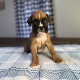 Boy 2 - Fawn male Boxer puppy in Prestonsburg, Kentucky from Bre’s Boxers