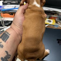 Dachshund Puppies from Witchy Woman’s Wiener’s