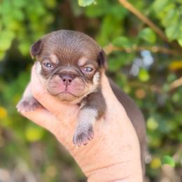 Rolo - Chocolate and tan male Chihuahua puppy in Newport Beach, California from Exotic City Pomeranians and chihuahuas