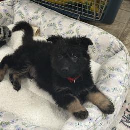 3rd pick Black and Tan Male - Black and tan male German Shepherd puppy in Berlin, Wisconsin from Gypsy Miracle Kennels