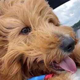 Labradoodles from A Doodle 4U