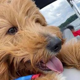 Labradoodles from A Doodle 4U