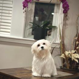 Leona's One in a Million Princess Mini - White female Maltese puppy in Chicago, Illinois from Leona's Maltese