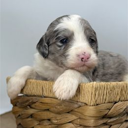 Vixen - Blue merle and white female Sheepadoodle puppy in Greeneville, Tennessee from Smokey Mountain Sheepadoodles