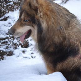 Gamble - Siberian Husky