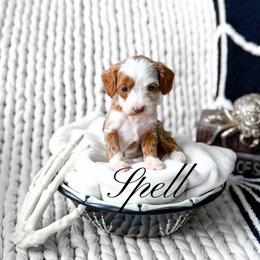 Spell - Red  female Goldendoodle puppy in Springville, Utah from Happy Doodle