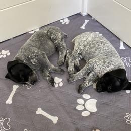 German Shorthaired Pointer Puppies from Thunder Mountain Gun Dogs