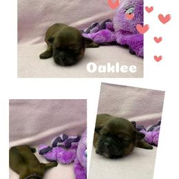 Oaklee - Red gold female Lhasa Apso puppy in Cincinnati, Ohio from Shangri-La Lhasa Apsos