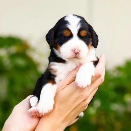 Raven - Tri-color female Bernedoodle puppy in Glendale, Arizona from Arizona Bernedoodles