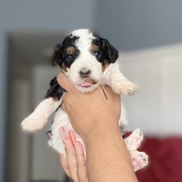 Aussiedoodle, Bernedoodle, Goldendoodle, and Poodle Puppies from Vallevistadoodles