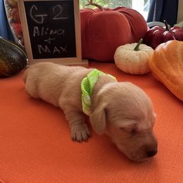 Girl 2 - Cream female Dachshund puppy in Jackson, Mississippi from Doxies Galore