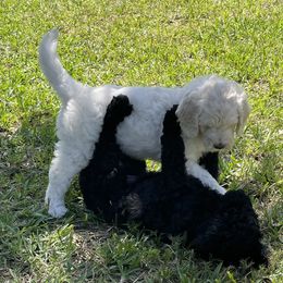 Goldendoodle Puppies from Bianca Bleu Goldendoodles
