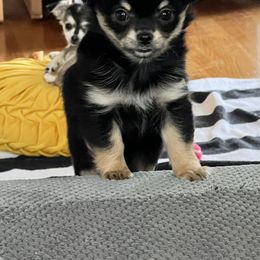 Chihuahua Puppies from Tiny Nation Chihuahuas