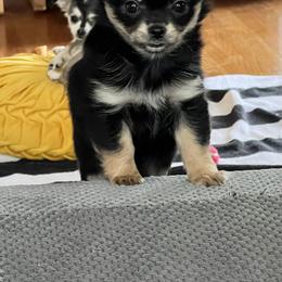 Chihuahua Puppies from Tiny Nation Chihuahuas