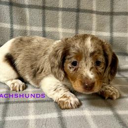 Spirit - Dapple male Dachshund puppy in Carlsbad, Texas from MV Mini Dachshunds