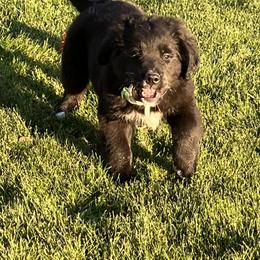 Black White Male - male Golden Mountain Dog puppy in Tacoma, Washington from Canyon Meadows Farm