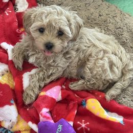 Ozzy - Apricot male Maltipoo puppy in New Port Richey, Florida from Toy Poodles And Maltese Of Florida