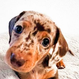 Dachshunds and Miniature Australian Shepherds from Liberty Oaks Aussies and Dachshunds