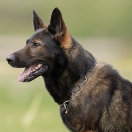 German Shepherds from Scotsbrew kennels