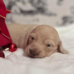 Kessie - Cream female Dachshund puppy in Dothan, Alabama from Little House Pups