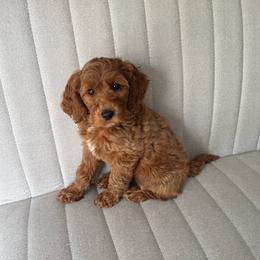 Posey - Goldendoodle