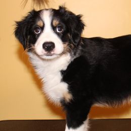 Boy 6 - Miniature Australian Shepherd puppy in Corydon, Indiana from Arbuckle’s Lookin Good Aussies (LGA)
