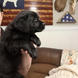 Boy 4 - male Labrador Retriever puppy in Ruth, Mississippi from Red White & True Labradors