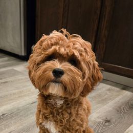 Nina - Cavapoo