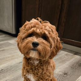 Nina - Cavapoo