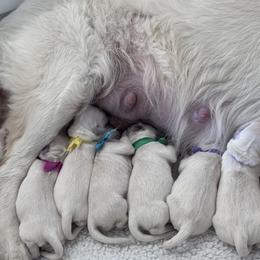 Girl puppy - Light golden female Golden Retriever puppy in Myakka City, Florida from MC Goldens