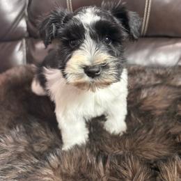 Hank - Parti male Miniature Schnauzer puppy in Durant, Oklahoma from Big Creek Mini Dachshund